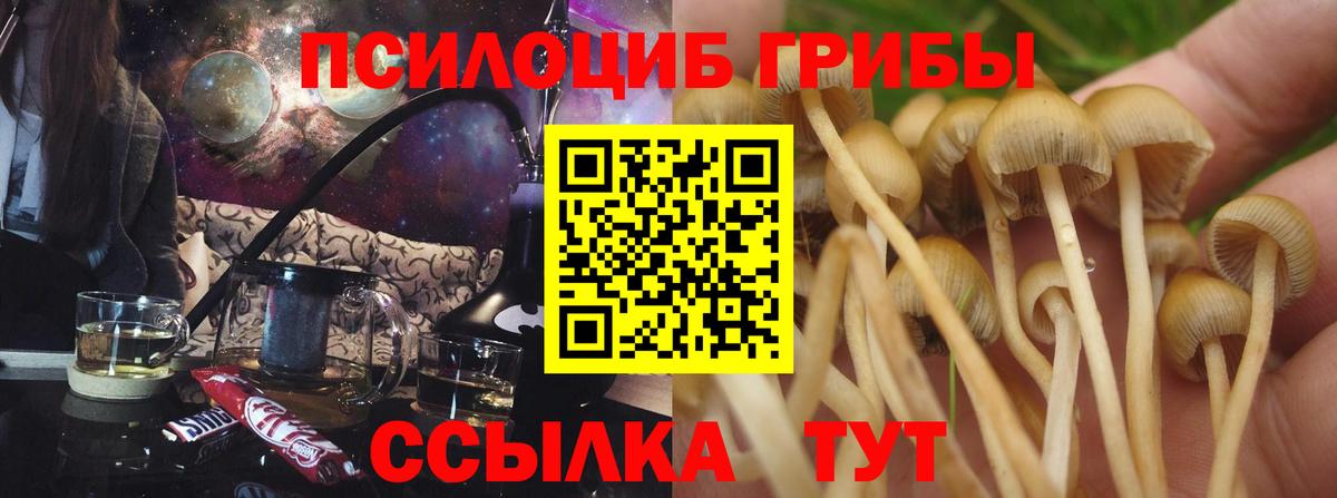 Галлюциногенные грибы Psilocybe Азов
